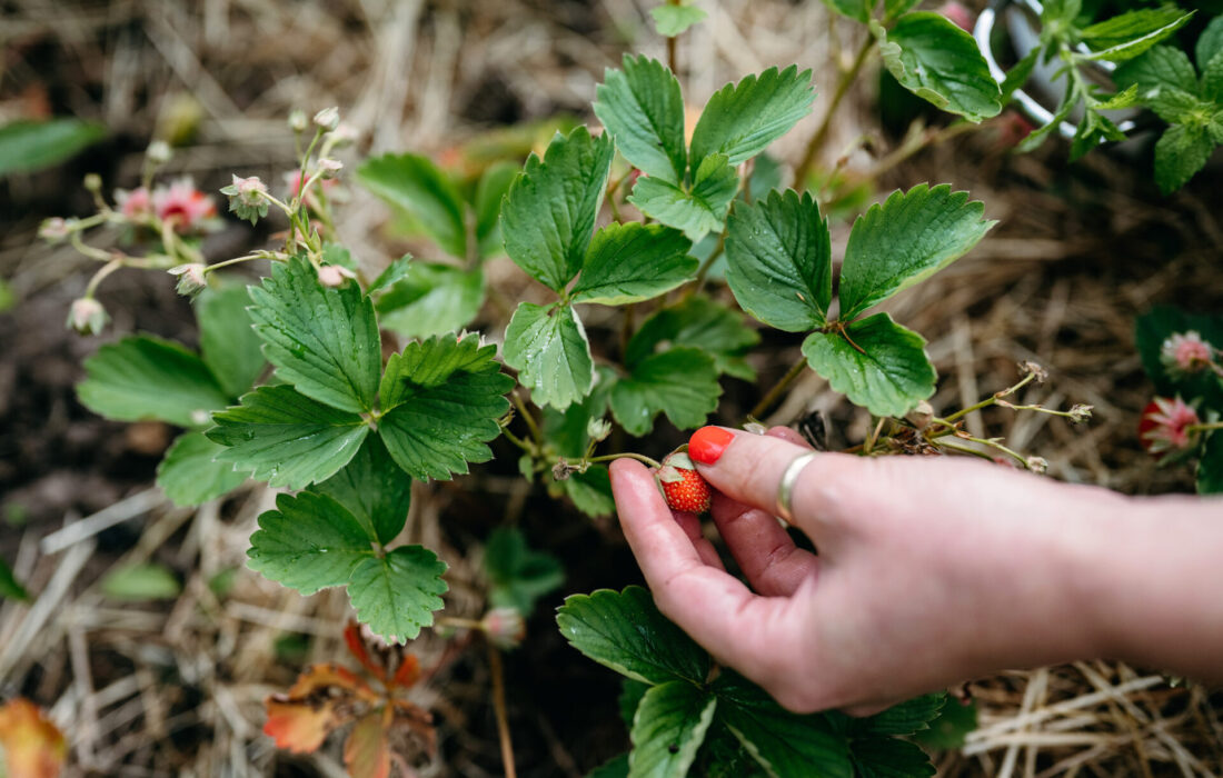 Gardening Blog Post Ideas