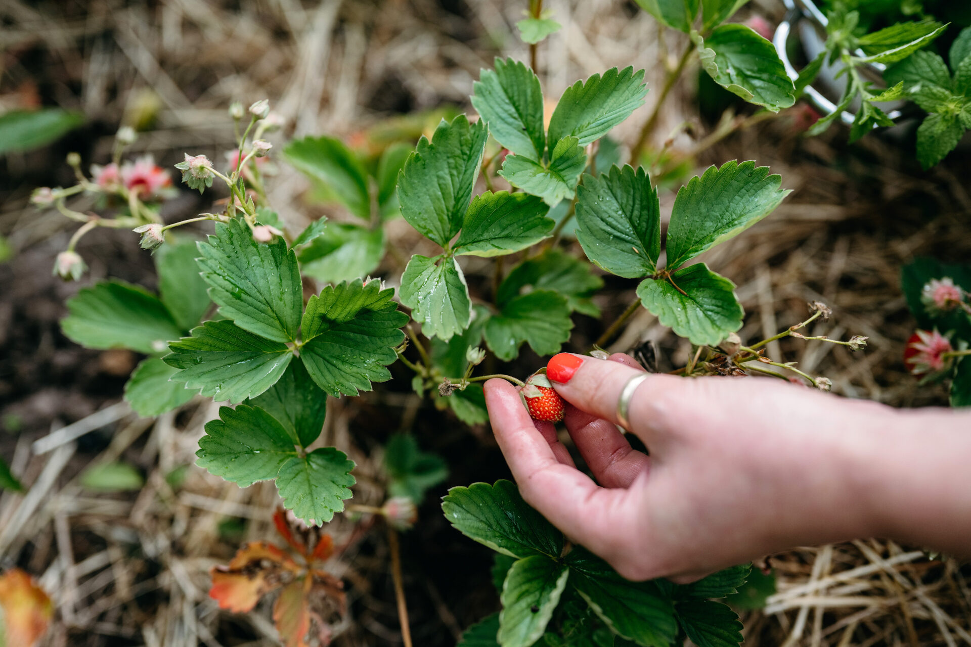 Gardening Blog Post Ideas